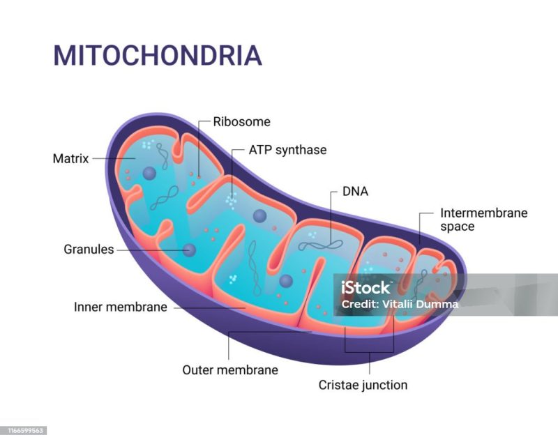Mitochondria at The Crossroads of Health & Disease – DC Hours