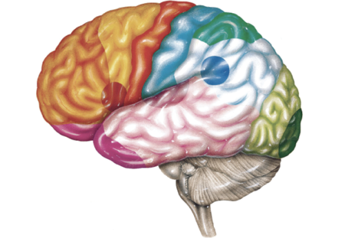 Mastering Neuroanatomy Part 2